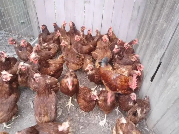 RIR Hens