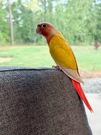 , Green cheek