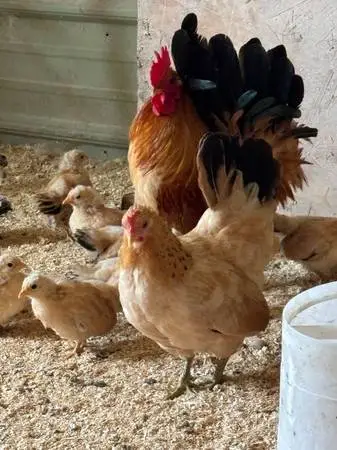 Bantam chickens
