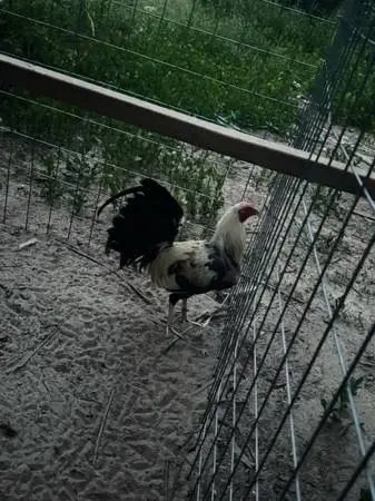 Rooster