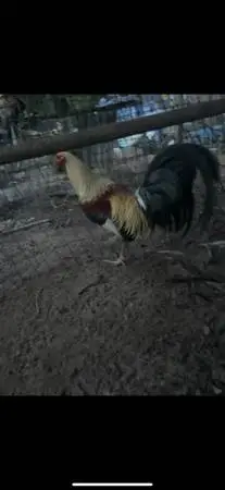 Rooster