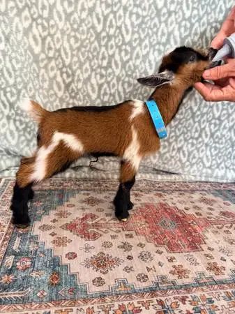 Nigerian wethers bottle babies