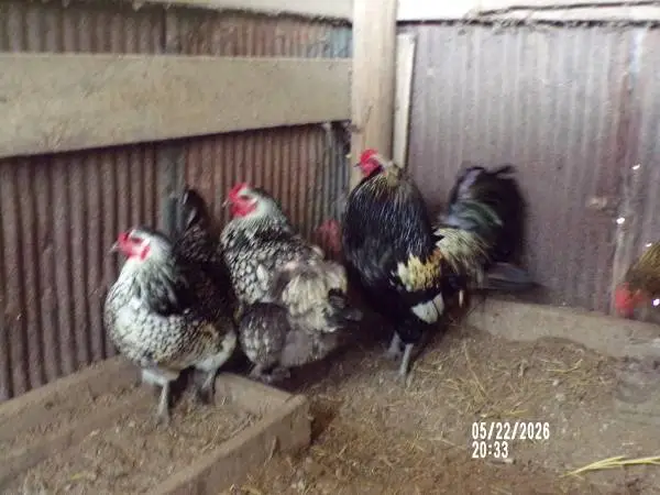 Cheap Chicken