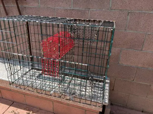 Lobster Trap