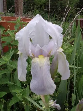 Orris Root (Iris florentina)