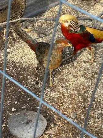 Red Golden Pheasants