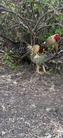 Rooster