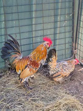Bantam, Silkie, Quail, Bunnies amd more