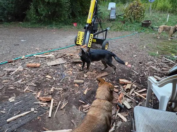 Missing black German Shepherd