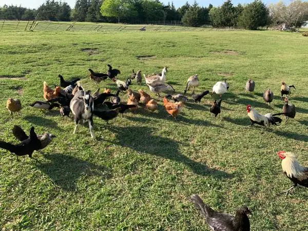Game Birds