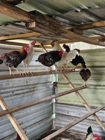Roosters for Sale