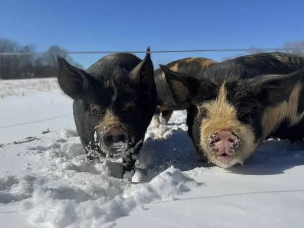 2 Idaho Pasture Pig Sows