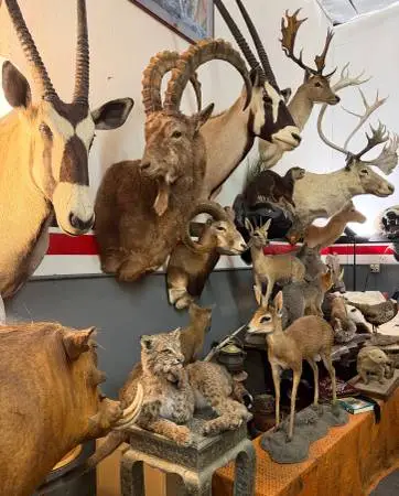 WANTED TAXIDERMY