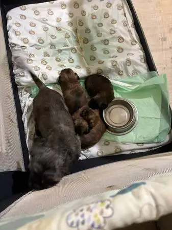 Registered shorkie Puppies