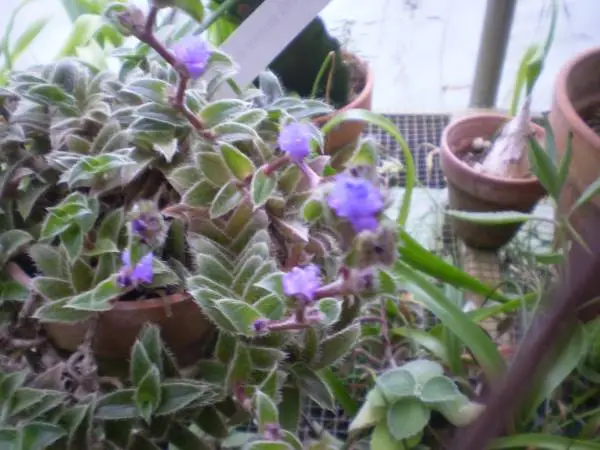 rare plant blue flowers Cyanotis Somaliensis Pussy Ears