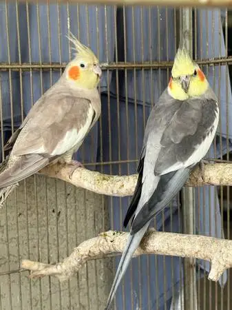 Cockatiels