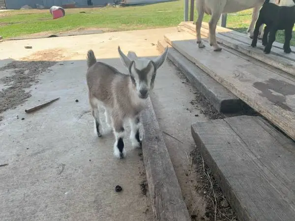 Nigerian Dwarf Buckskin Buckling