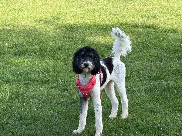 Bernedoodle