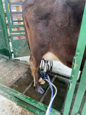 Raw milk   LECHE