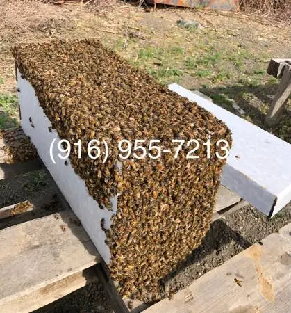 Bees Nucs Summer Deal is ON!🔥