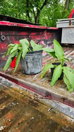 Comfrey plants