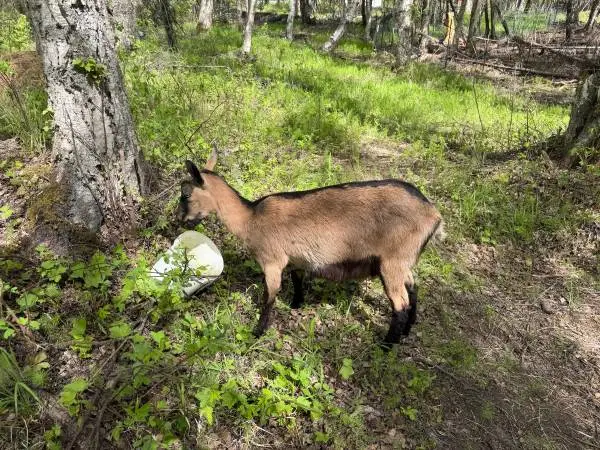 Oberhasli/Alpine Doeling 1 Year