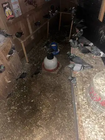 Blue pigeons