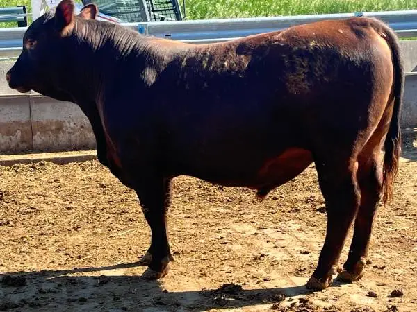 Red Angus Bull