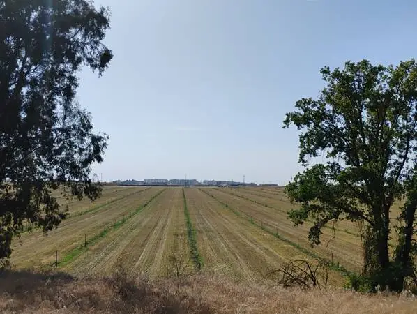 Year round pasture/ Tereno para pastoreo año redondo