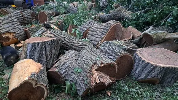 Free Or Cheap By Appointment. Free Wood For Woodworking or Burning