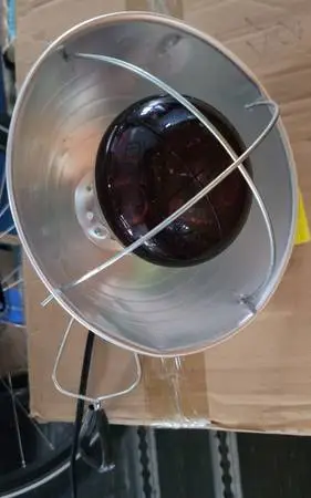 Brooding or Reptile Heat Lamp with Clamp