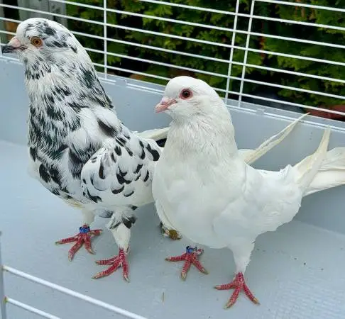Pigeon Pigeons Giant Runt Proven Pair