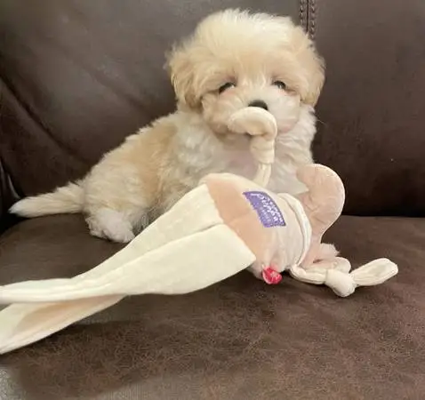 ClassicTeddy😍