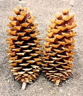 Sugar Pine Cones Fresh This Year Unbroken!