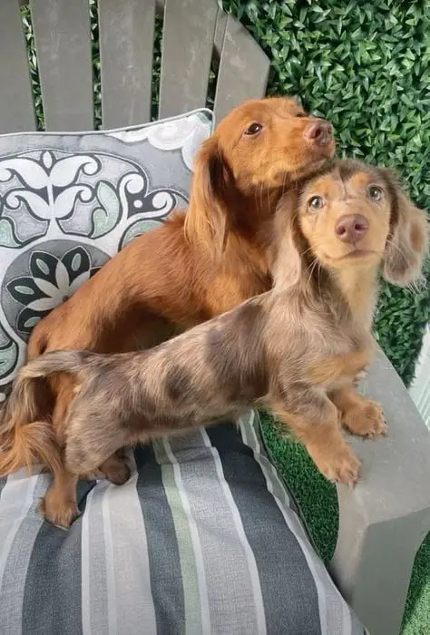 pet services