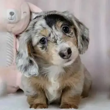 pet supplies
