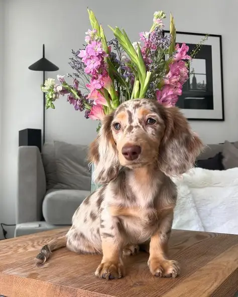pet supplies