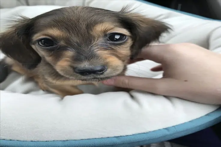 pet services