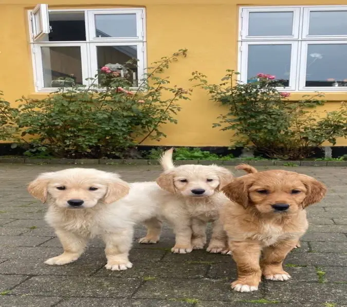 Golden retriever puppies