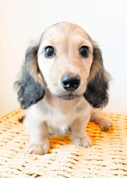 daschund puppy