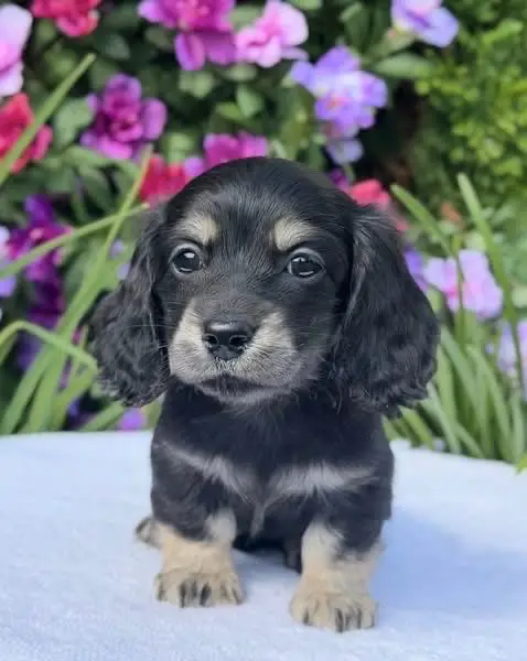 daschund puppy