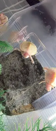 Turtle Albino red eared slider turtles