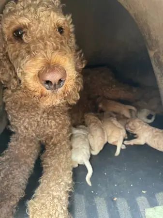 Golden doodles