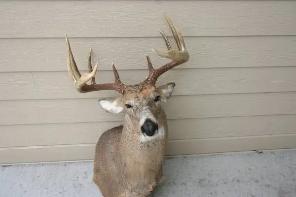 Hunting spot Wanted