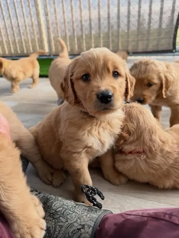 golden retriever