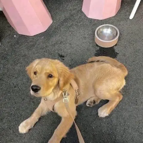 golden retriever puppies