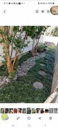 SALE!!! Dwarf mondo grass/ground coverage