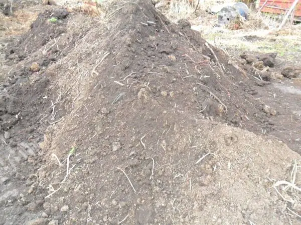 Cattle compost