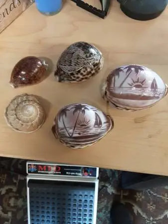Carved Tiger Cowrie shells