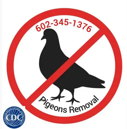 Pigeons Removal? Call me
